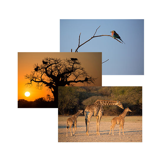 Wildlife